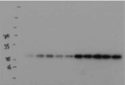 Western Blot: APE AntibodyBSA Free [NB100-101]