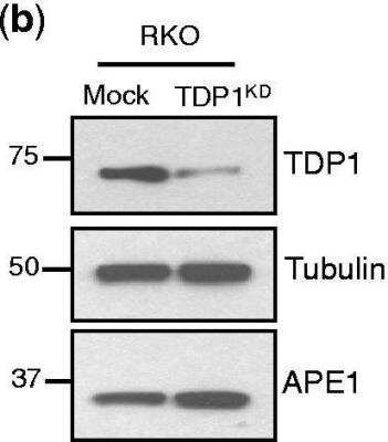 Western Blot: APE AntibodyBSA Free [NB100-101]