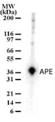 Western Blot: APE Antibody [NB100-56359]