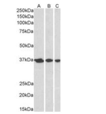 Western Blot: APE Antibody [NB100-897]