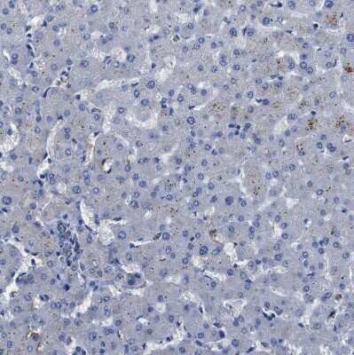 Immunohistochemistry-Paraffin: APEG1 Antibody [NBP1-90134]