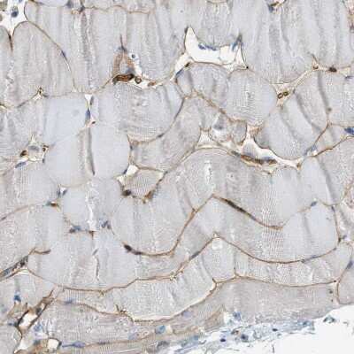 Immunohistochemistry-Paraffin: APEG1 Antibody [NBP1-90134]