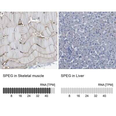 Immunohistochemistry-Paraffin: APEG1 Antibody [NBP1-90134]