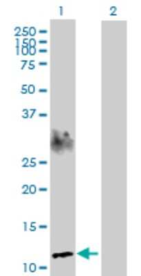 Western Blot: APEG1 Antibody [H00010290-D01P]