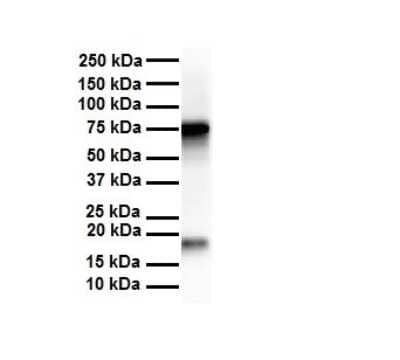 Western Blot: APEH Antibody [NBP1-54954]