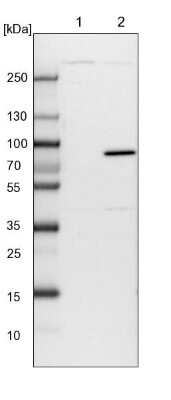 Western Blot: APEH Antibody [NBP1-85332]