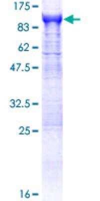 SDS-PAGE: Recombinant Human APEH GST (N-Term) Protein [H00000327-P01]