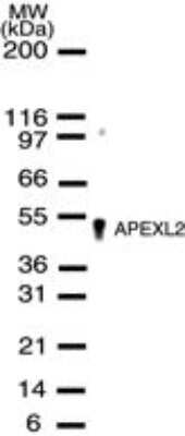 Western Blot: APEX2 Antibody [NB100-56625]