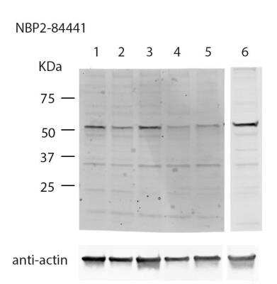 Western Blot: APEX2 Antibody [NBP2-84441]