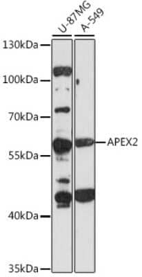 Western Blot: APEX2 AntibodyAzide and BSA Free [NBP2-92295]