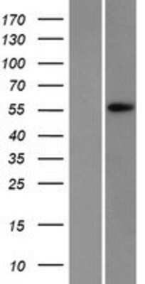 Western Blot: APEX2 Overexpression Lysate [NBP2-07324]