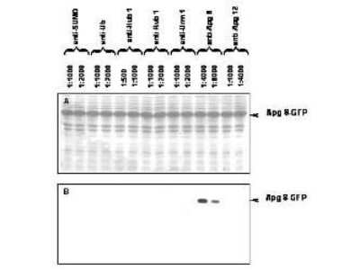 Western Blot: APG8 Antibody [NB600-471]