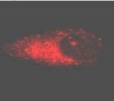 Immunocytochemistry/ Immunofluorescence: APH1A Antibody [NB100-74360]