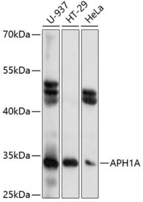 Western Blot: APH1A AntibodyAzide and BSA Free [NBP2-92623]