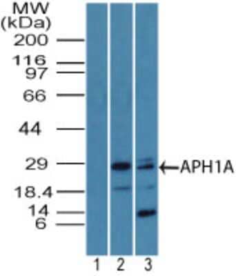 Western Blot: APH1A Antibody [NBP2-27176]