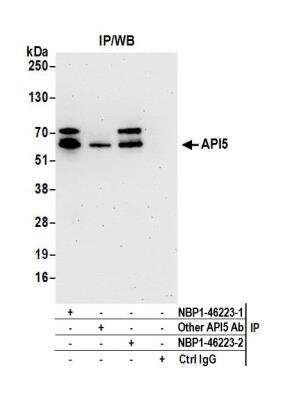 Immunoprecipitation: API5 Antibody [NBP1-46223]