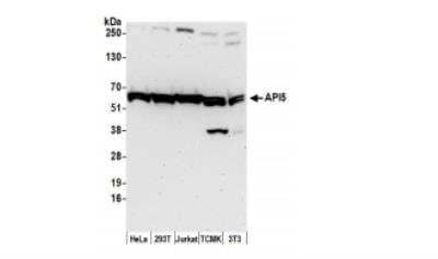 Western Blot: API5 Antibody [NBP1-46223]