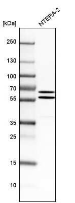 Western Blot: API5 Antibody [NBP1-89326]