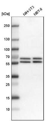 Western Blot: API5 Antibody [NBP1-89326]