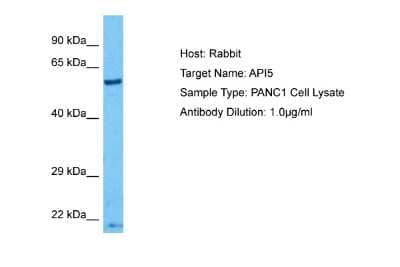 Western Blot: API5 Antibody [NBP2-87014]