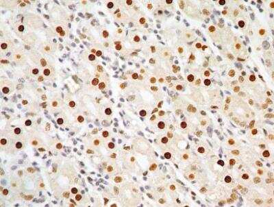 Immunohistochemistry-Paraffin: APIP Antibody (19F461) - Azide Free [NBP2-33231]