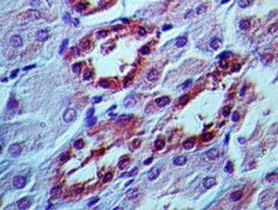 Immunohistochemistry-Paraffin: APIP Antibody (19F461) - Azide Free [NBP2-33231]