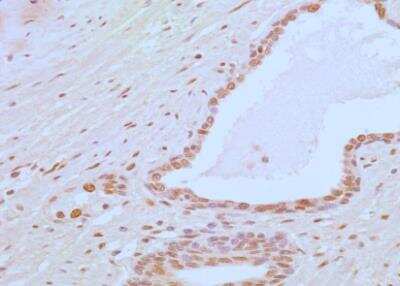 Immunohistochemistry-Paraffin: APIP Antibody (19F461) - Azide Free [NBP2-33231]