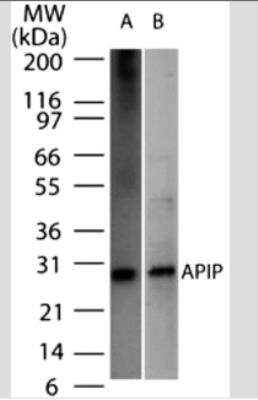 Western Blot: APIP Antibody (19F461)Azide Free [NBP2-33231]