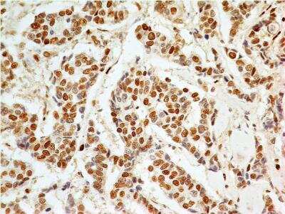 Immunohistochemistry-Paraffin: APIP Antibody (19F461) [NB100-56567]