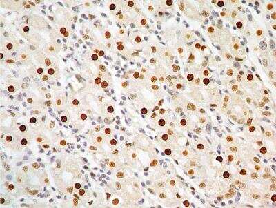 Immunohistochemistry-Paraffin: APIP Antibody (19F461) [NB100-56567]