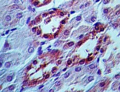 Immunohistochemistry-Paraffin: APIP Antibody (19F461) [NB100-56567]