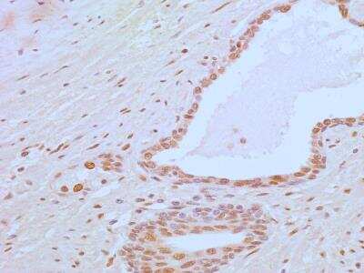 Immunohistochemistry-Paraffin: APIP Antibody (19F461) [NB100-56567]
