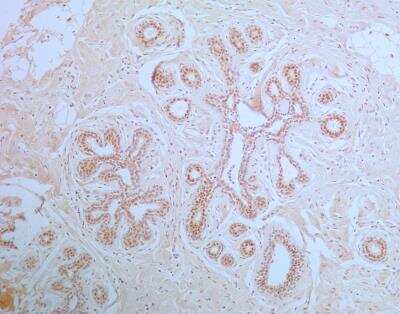 Immunohistochemistry-Paraffin: APIP Antibody (19F461) [NB100-56567]