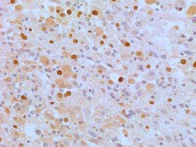 Immunohistochemistry-Paraffin: APIP Antibody (19F461) [NB100-56567]