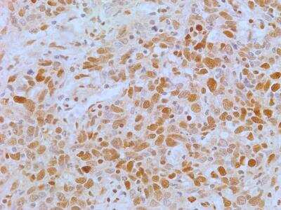 Immunohistochemistry-Paraffin: APIP Antibody (19F461) [NB100-56567]