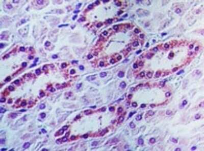 Immunohistochemistry-Paraffin: APIP Antibody [NB100-56383]