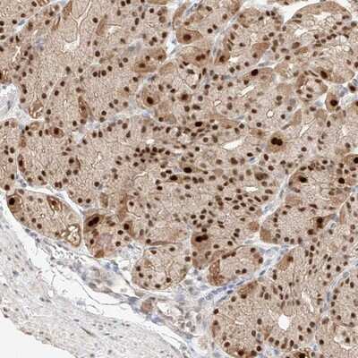 Immunohistochemistry-Paraffin: APIP Antibody [NBP1-89040]