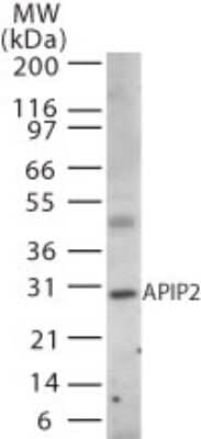 Western Blot: APIP Antibody [NB100-56383]