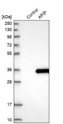 Western Blot: APIP Antibody [NBP1-89039]