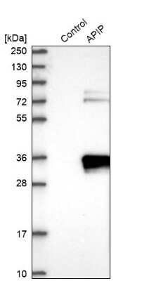 Western Blot: APIP Antibody [NBP1-89040]