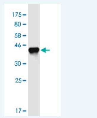 Western Blot: APITD1 Antibody (6F16) [H00378708-M07-100ug]