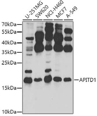 Western Blot: APITD1 AntibodyBSA Free [NBP2-92534]