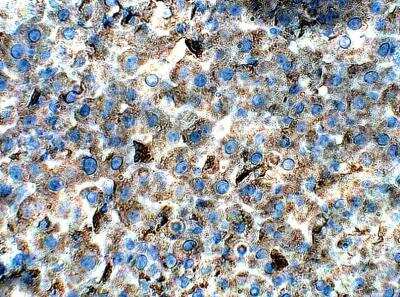 Immunohistochemistry-Paraffin: APJ/Apelin receptor Antibody [NBP3-12285]