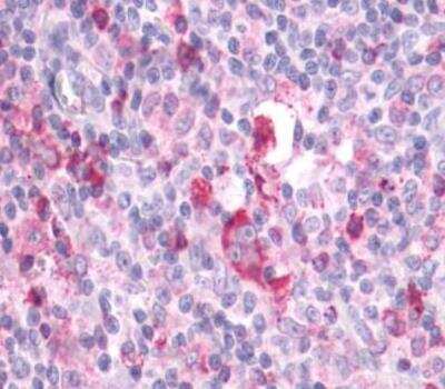 Immunohistochemistry-Paraffin: APJ/Apelin receptor Antibody - BSA Free [NLS63]