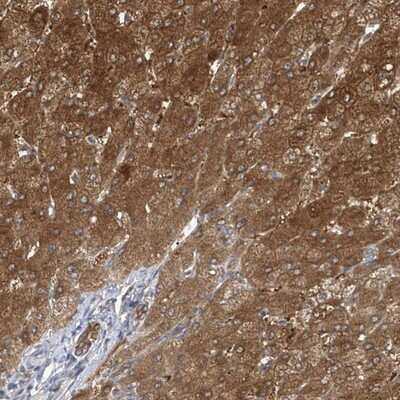 Immunohistochemistry-Paraffin: APLF Antibody [NBP1-86806]