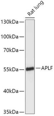 Western Blot: APLF AntibodyAzide and BSA Free [NBP3-15554]