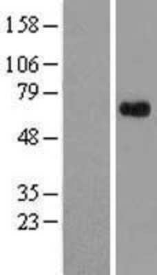 Western Blot: APLF Overexpression Lysate [NBL1-08402]