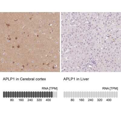 Immunohistochemistry-Paraffin: APLP-1 Antibody [NBP1-89036]