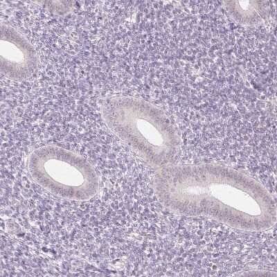 Immunohistochemistry-Paraffin: APLP-1 Antibody [NBP1-89036]