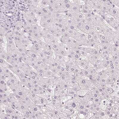 Immunohistochemistry-Paraffin: APLP-1 Antibody [NBP1-89036]